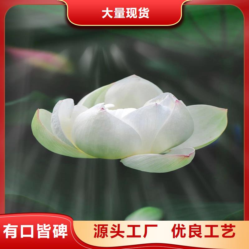 荷花苗基地质量保证