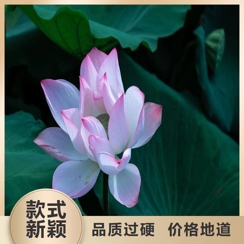 质量优的观赏荷花生产厂家