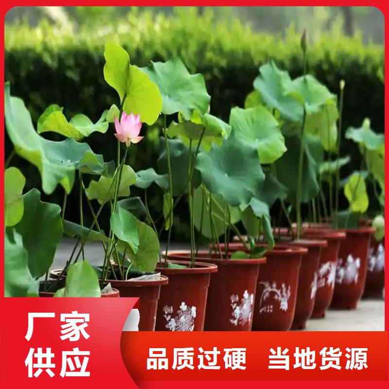 质量优的观赏荷花生产厂家