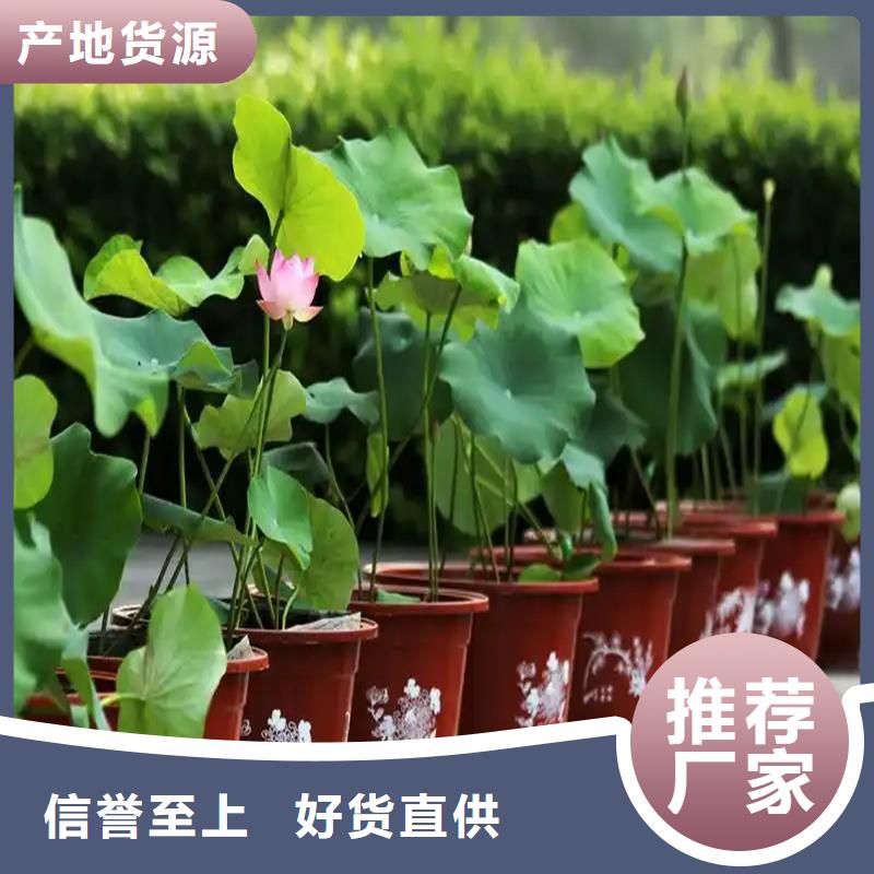 大型荷花苗质量广受好评