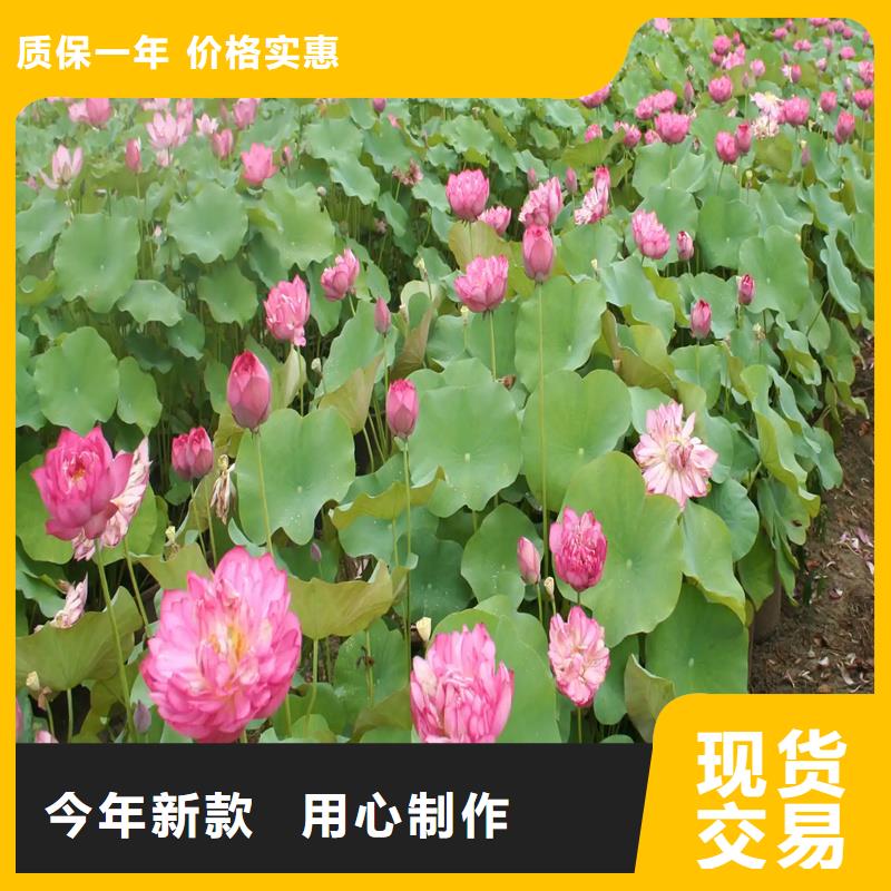 大型荷花经销商