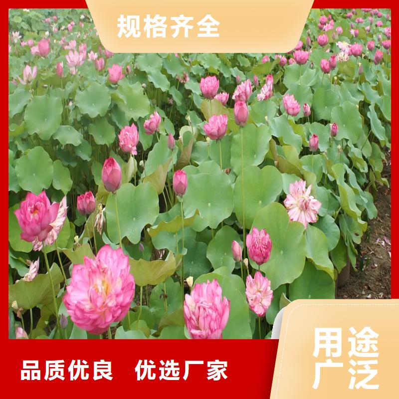 库存充足的荷花批发商