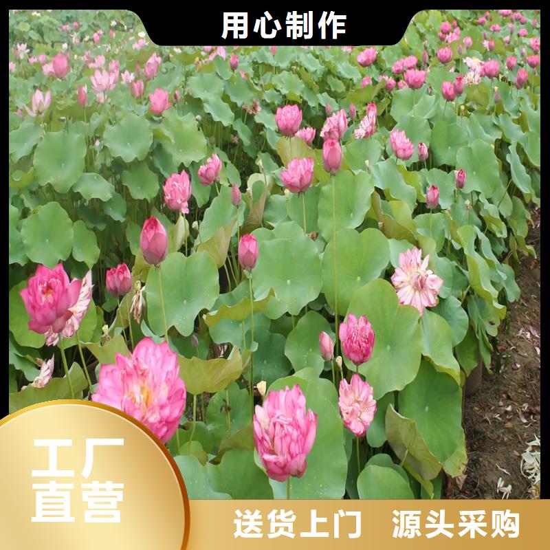 价格合理的深水荷花苗经销商