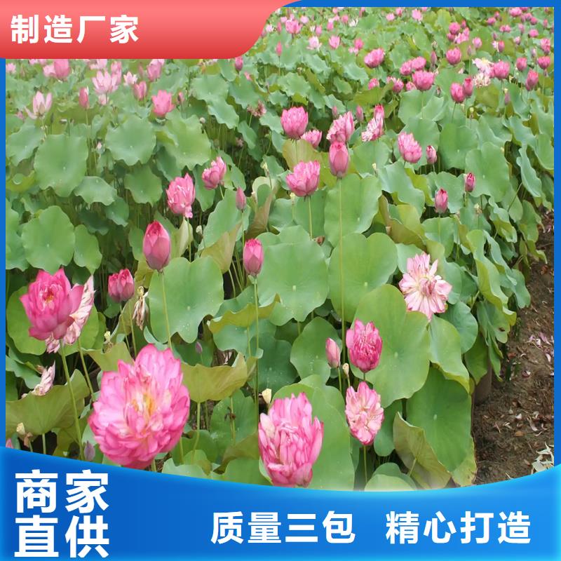 深水荷花苗价格免费咨询