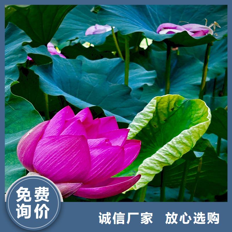 观赏荷花、观赏荷花参数