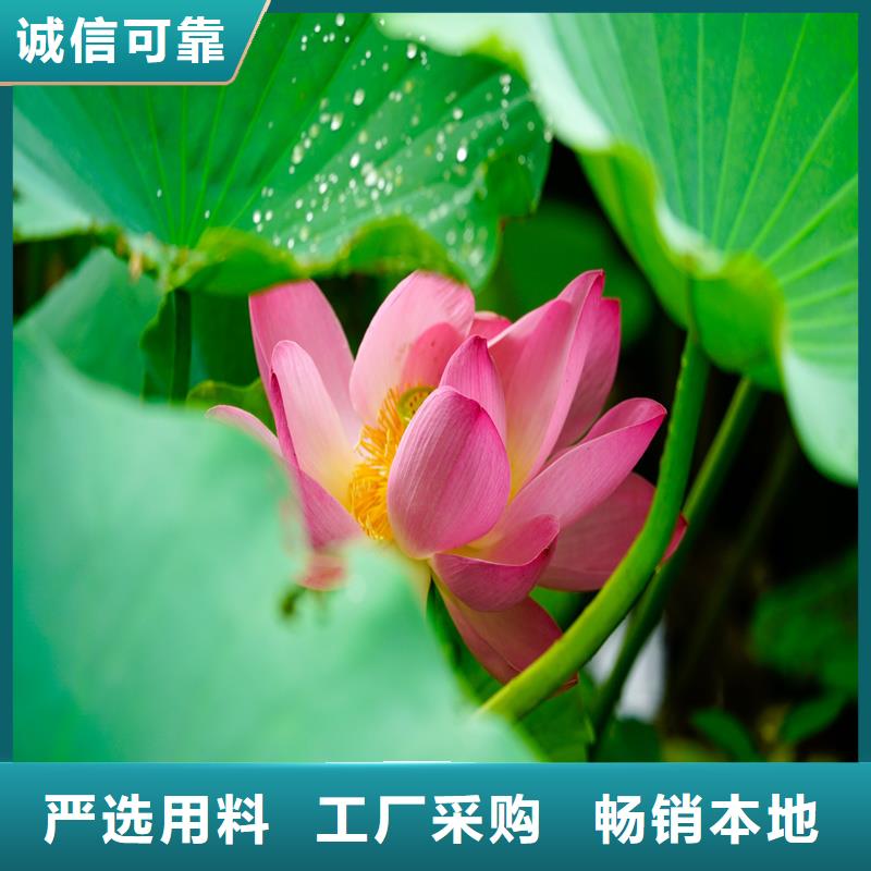 荷花苗品牌企业