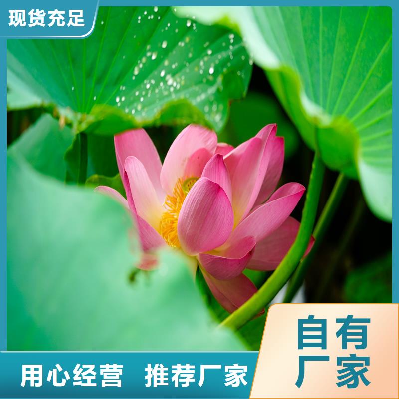 大型荷花苗质量广受好评