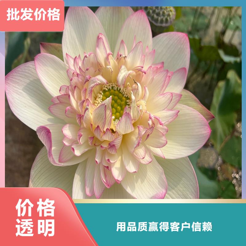 库存充足的荷花批发商