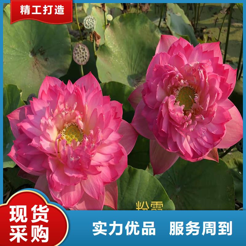 甄选:莲藕苗生产厂家