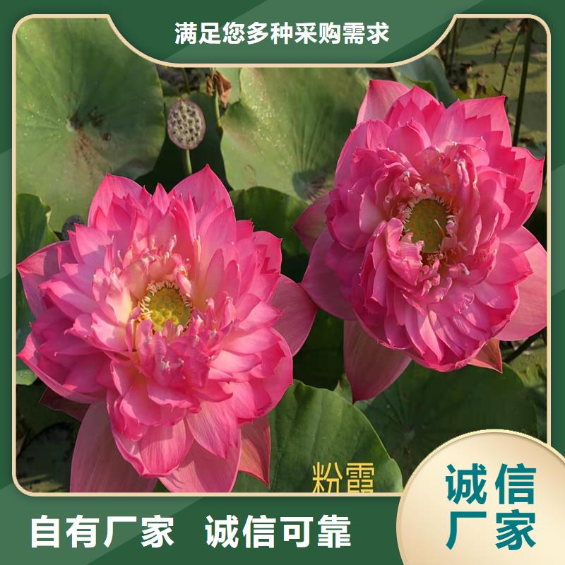 观赏荷花-点击咨询