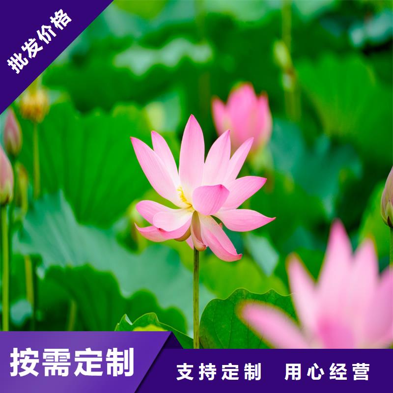 大型荷花苗质量广受好评