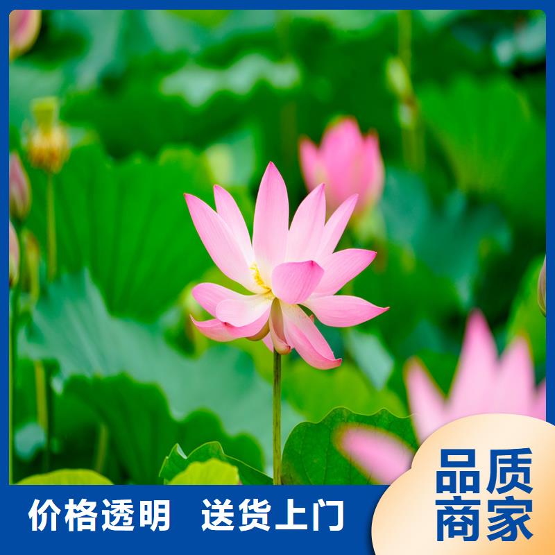 大型荷花苗质量广受好评