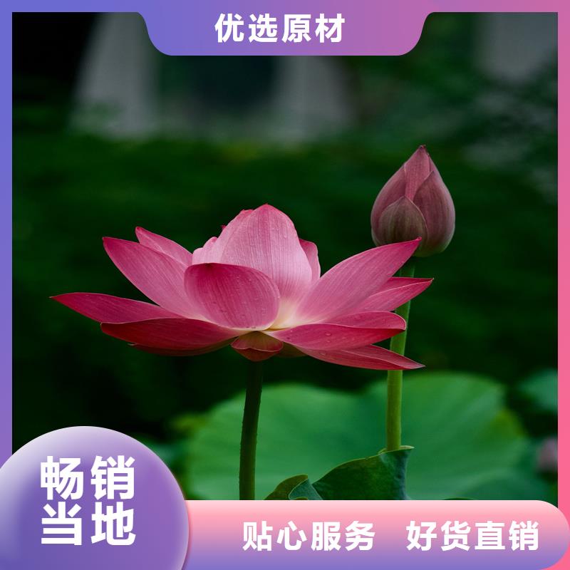 发货速度快的莲藕苗基地