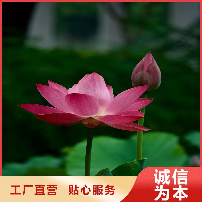 盆栽荷花实力厂商