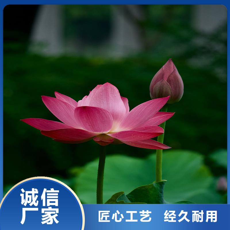 精品荷花苗-精品荷花苗服务优