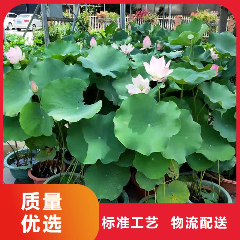 荷花苗低报价