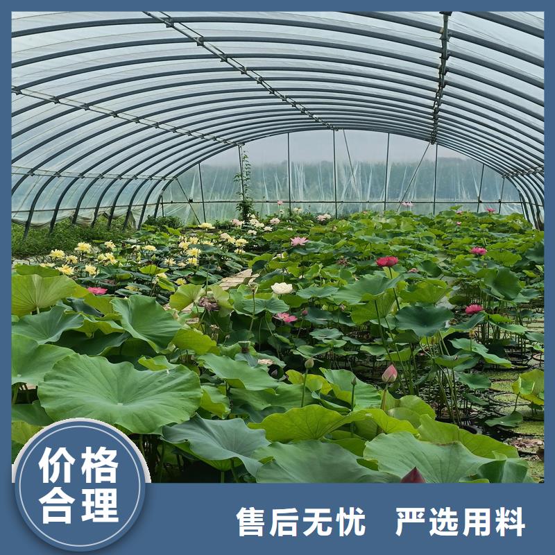 欢迎访问#荷花苗#实体厂家