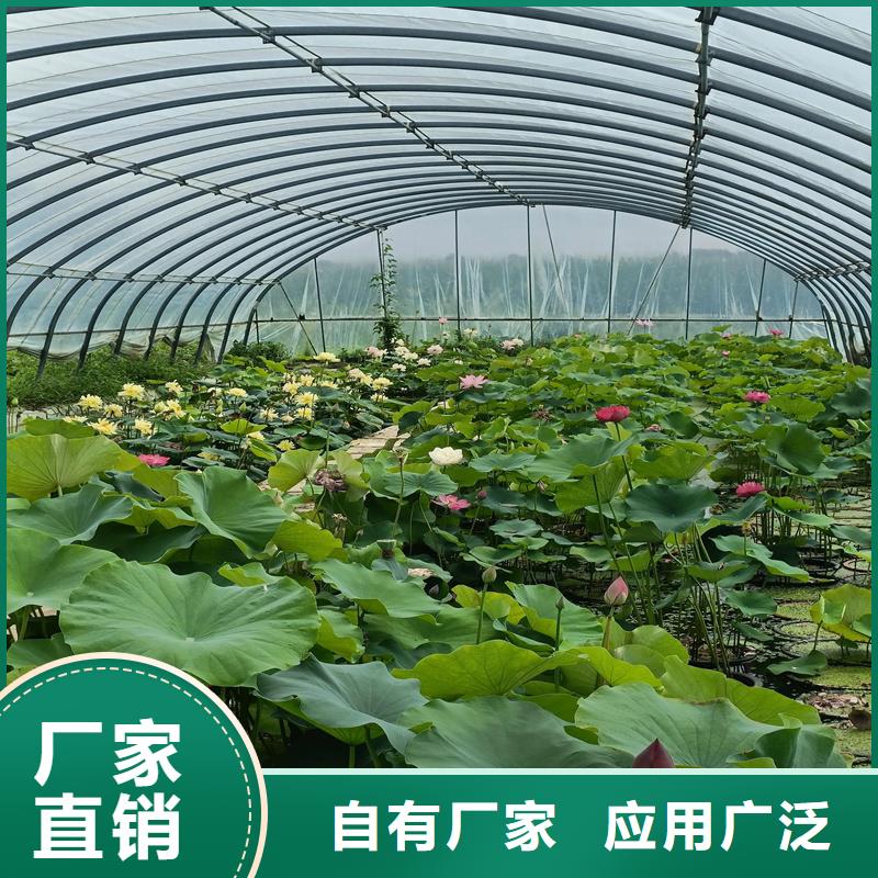 甄选：莲藕苗生产厂家