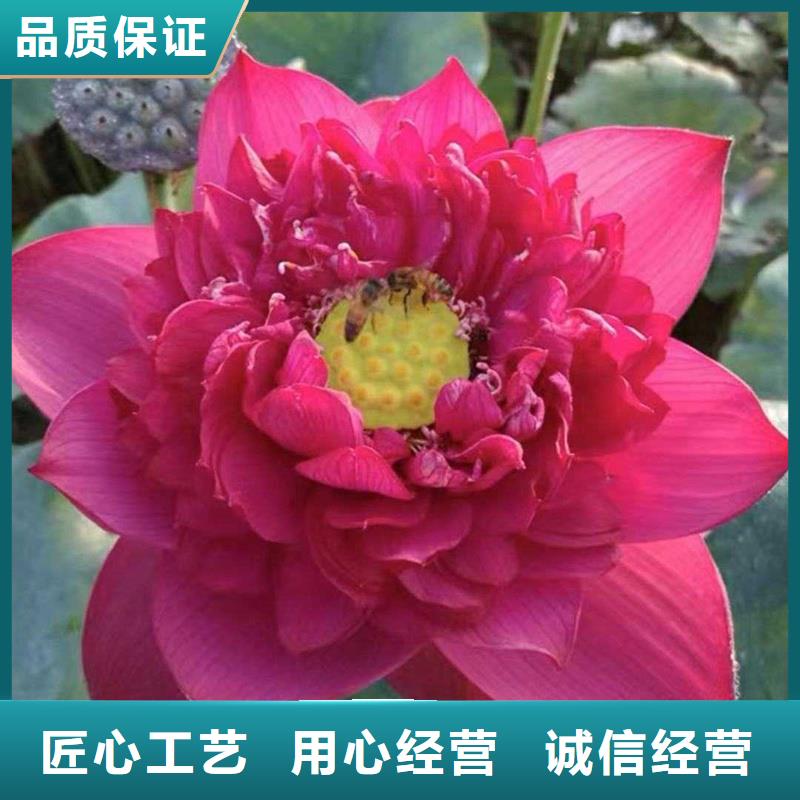 观赏荷花苗包安装