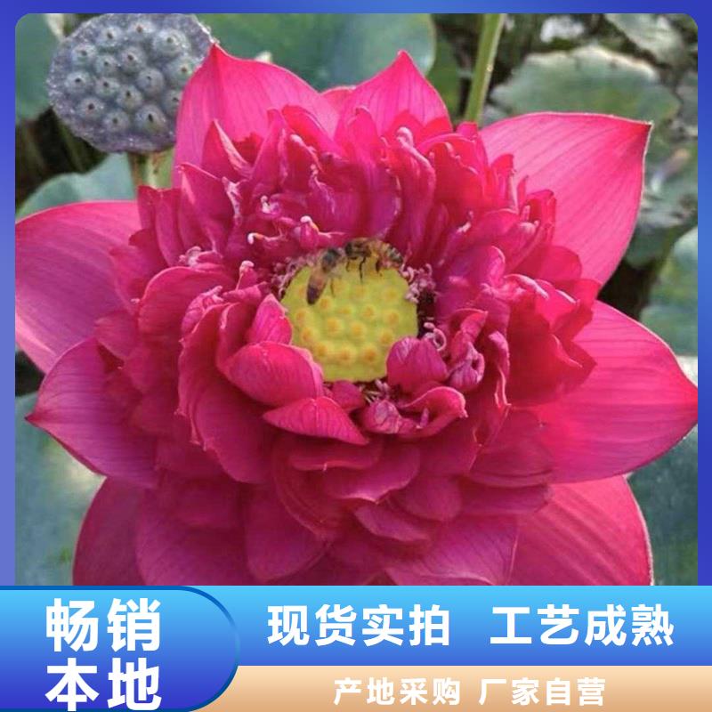 荷花苗基地发货快品质高