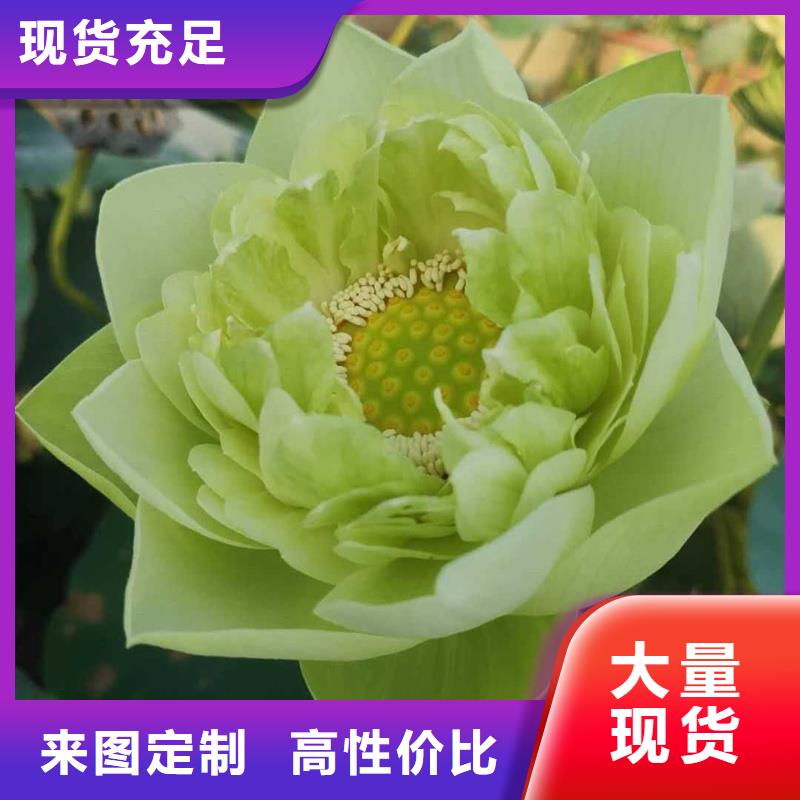 品牌的荷花苗公司