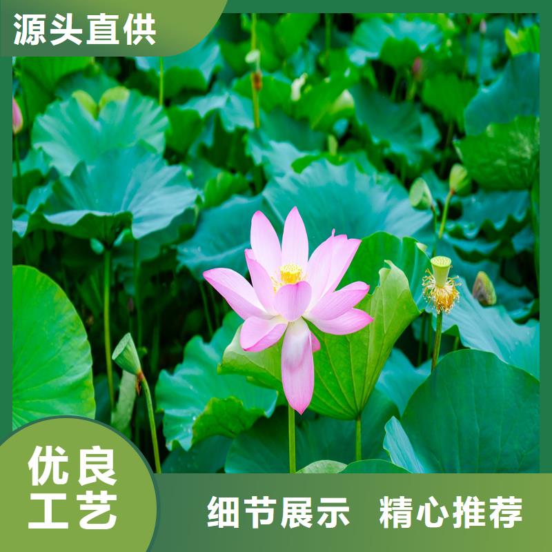 荷花苗基地发货快品质高
