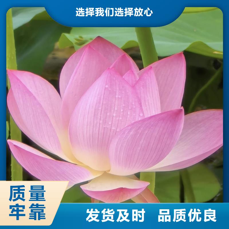 批发荷花苗_精选厂家