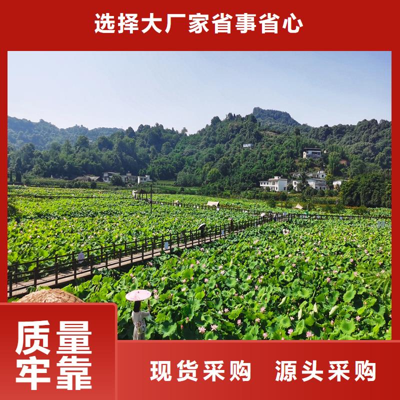 精品荷花物美价廉厂家