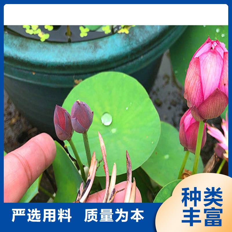 精品荷花厂家,规格全