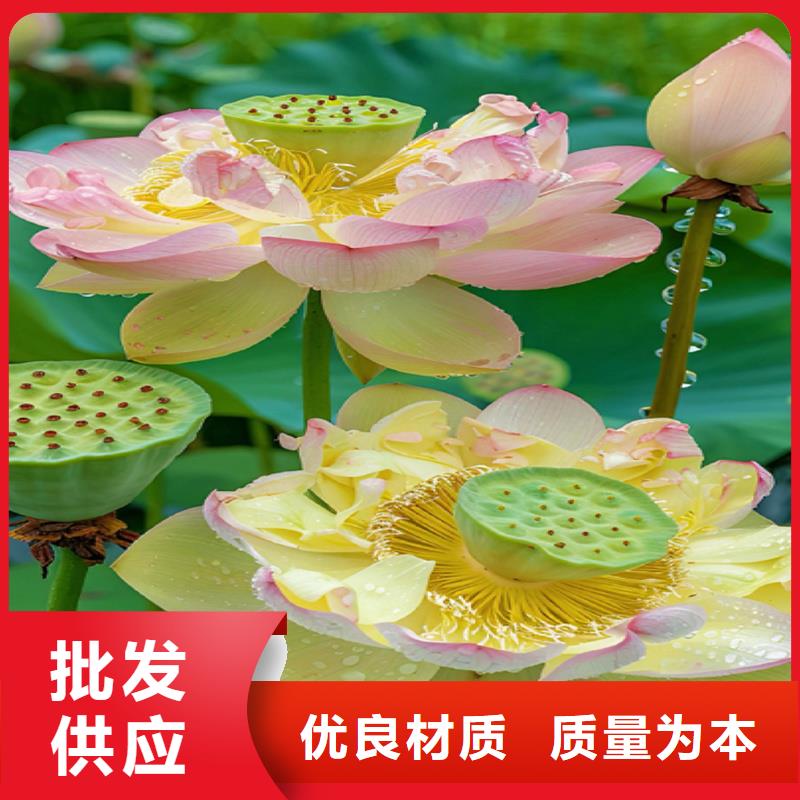 深水荷花苗价格免费咨询