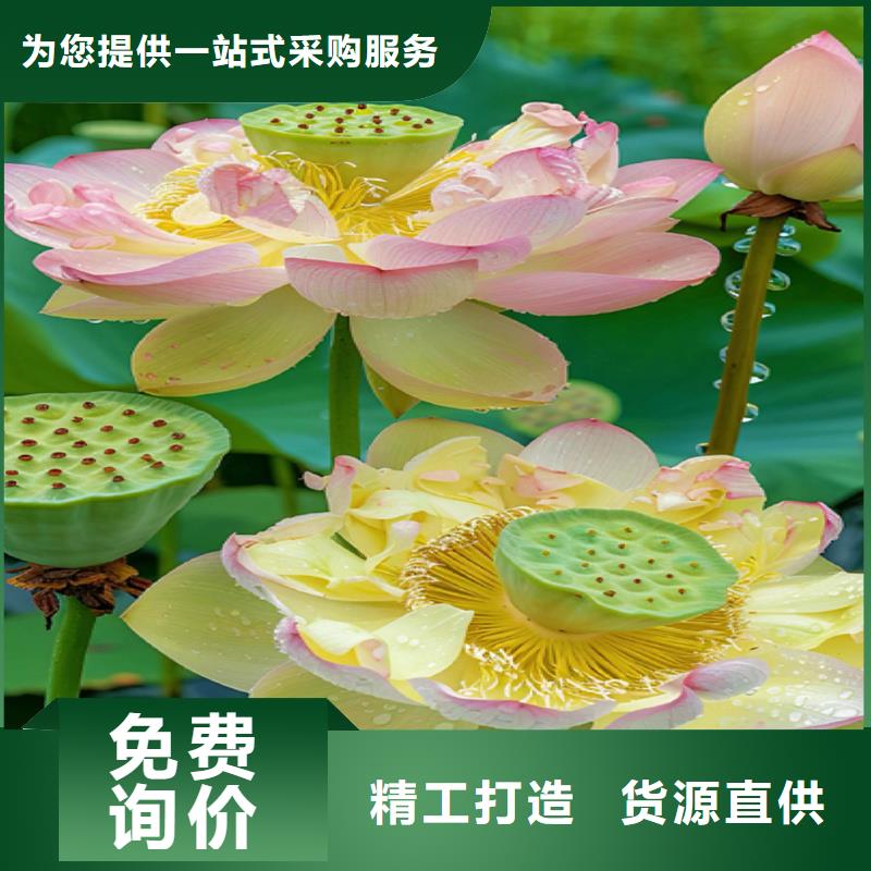 观赏荷花苗包安装