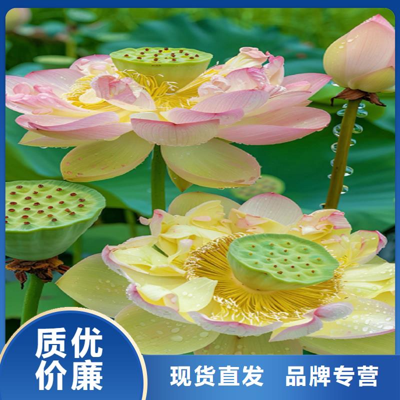 观赏荷花苗材质