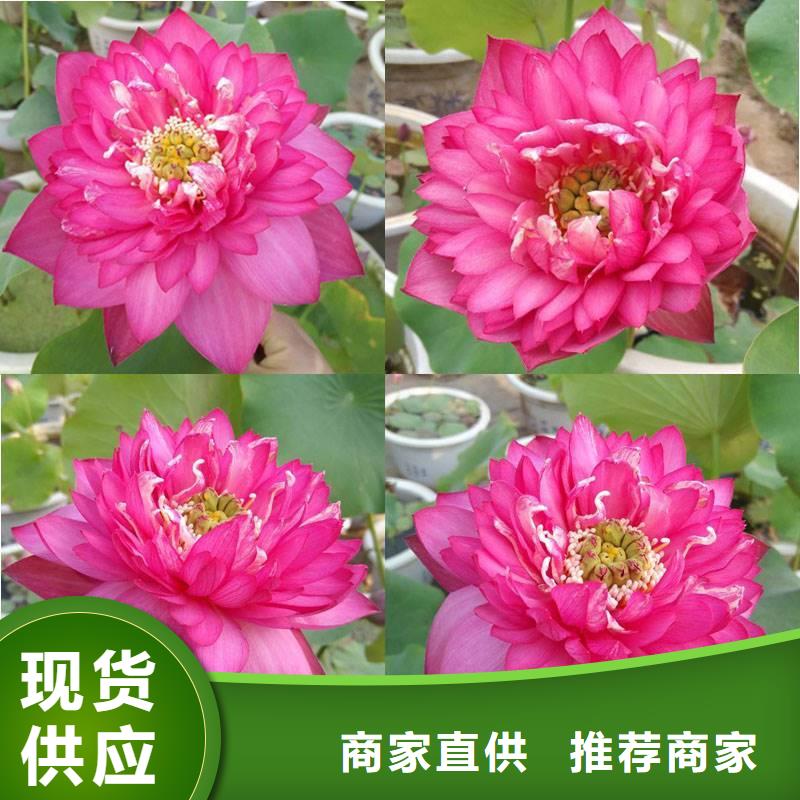 优质的精品荷花厂家