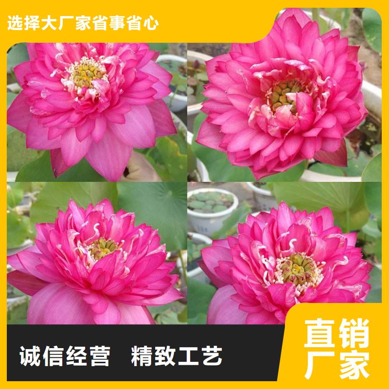 信誉好的观赏荷花