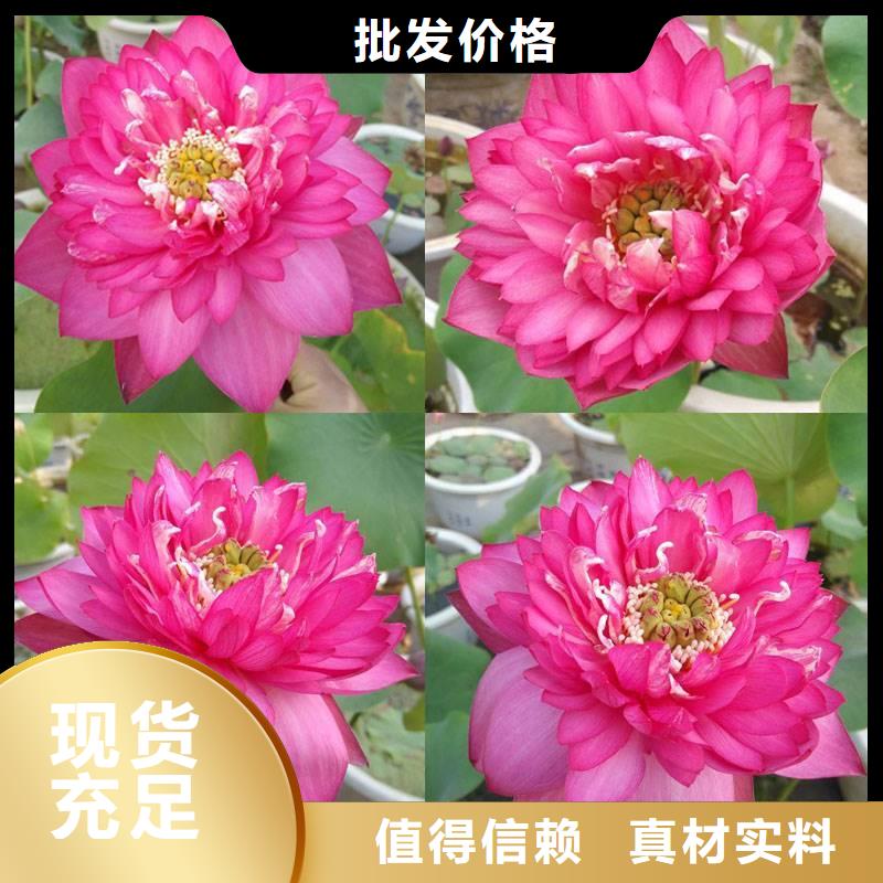 甄选:莲藕苗生产厂家