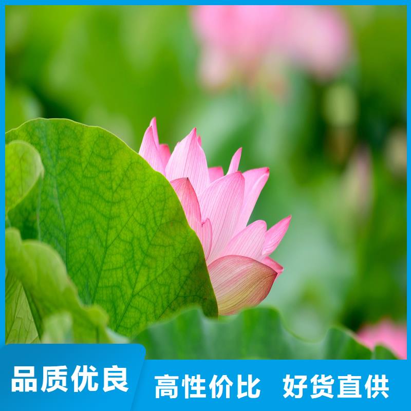 发货速度快的莲藕苗基地