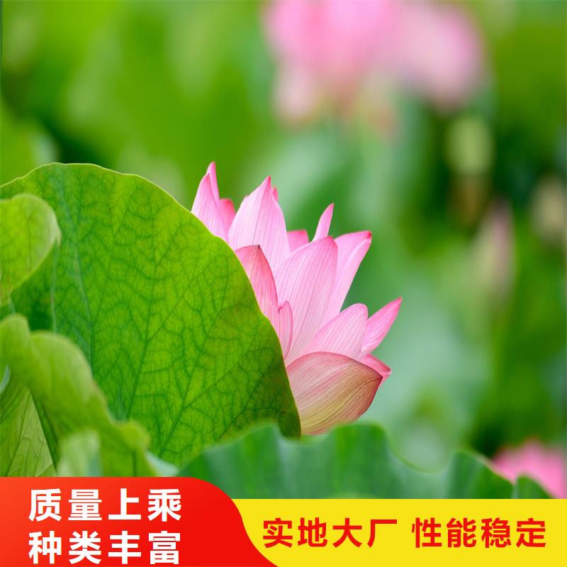 莲藕苗生产销售