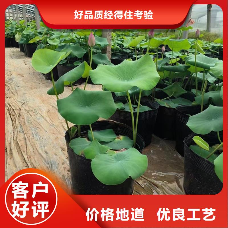 盆栽荷花苗-供应厂家