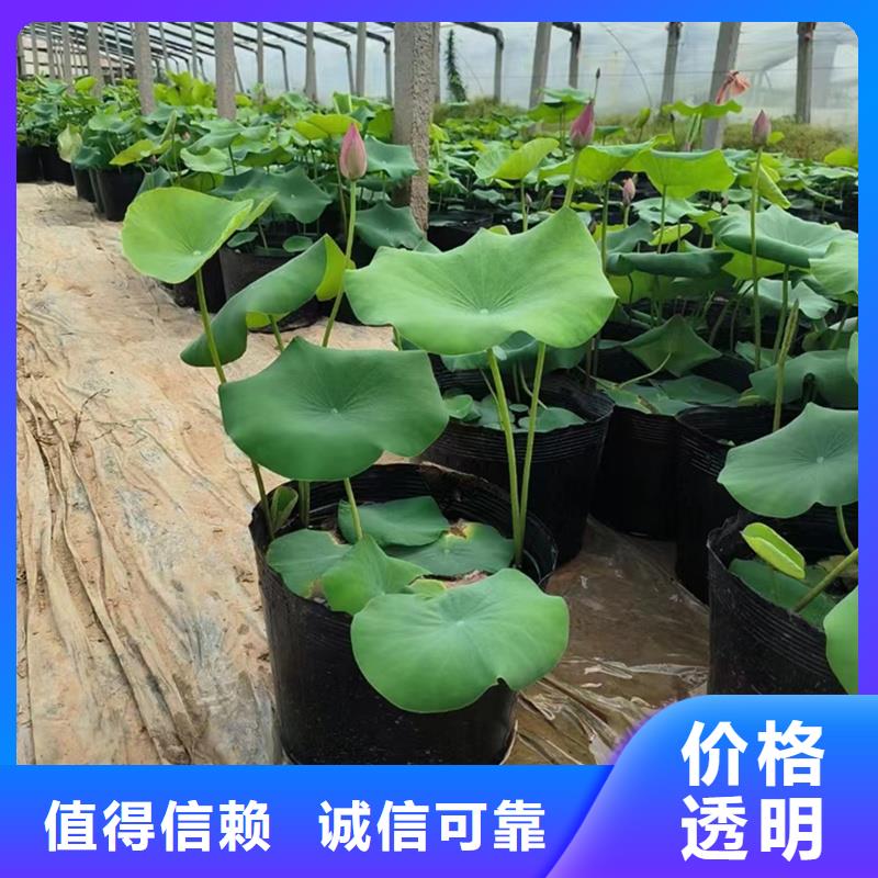 精品荷花厂家,规格全
