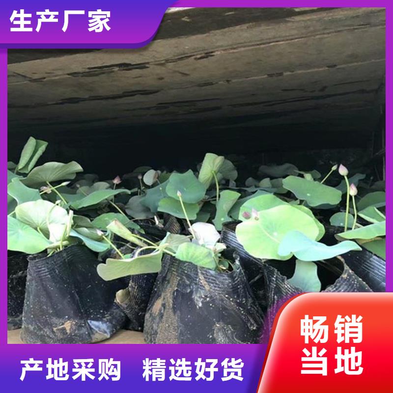大型荷花苗质量广受好评