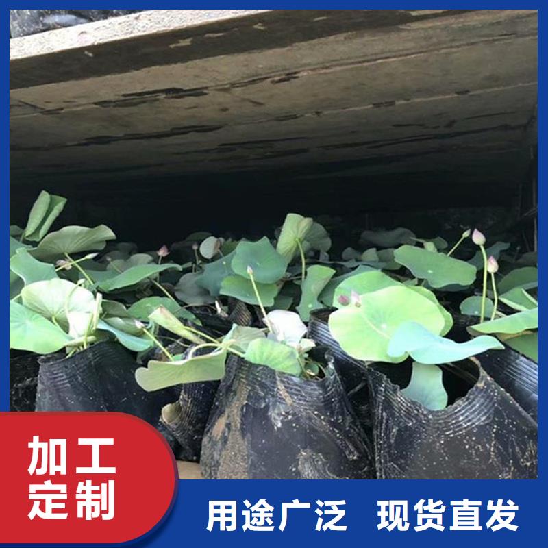 本地的莲藕苗厂家