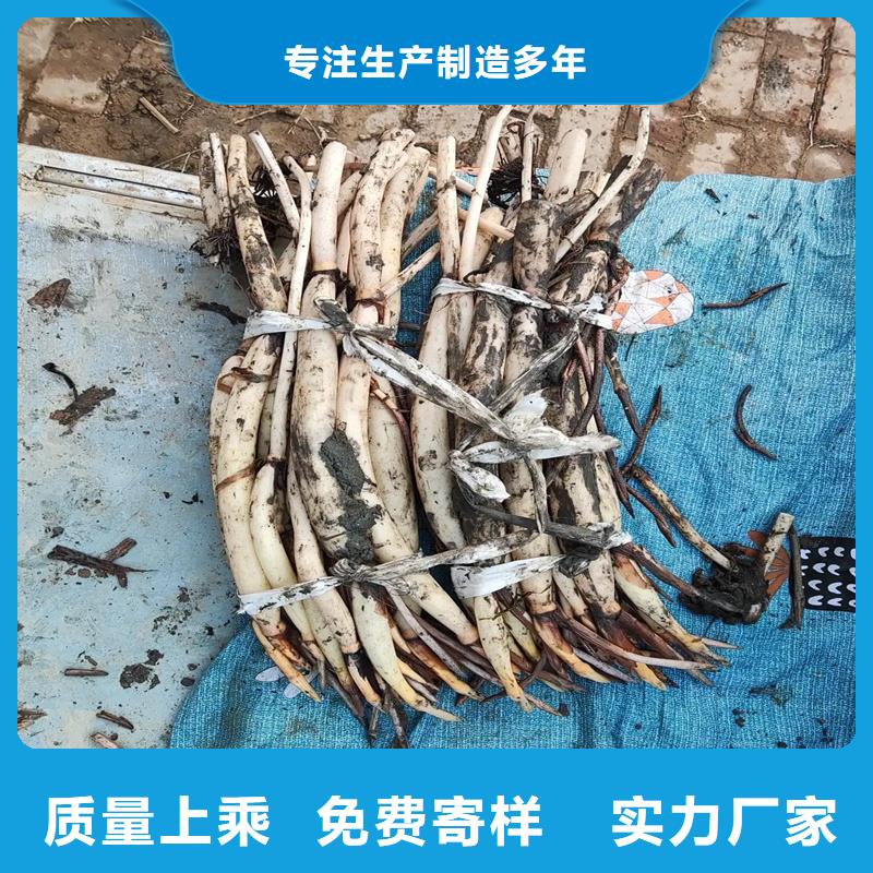 欢迎访问#荷花苗#实体厂家