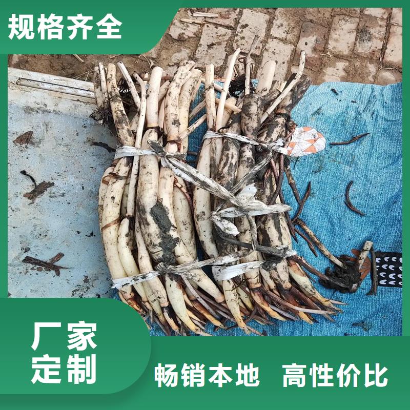 优质的精品荷花厂家