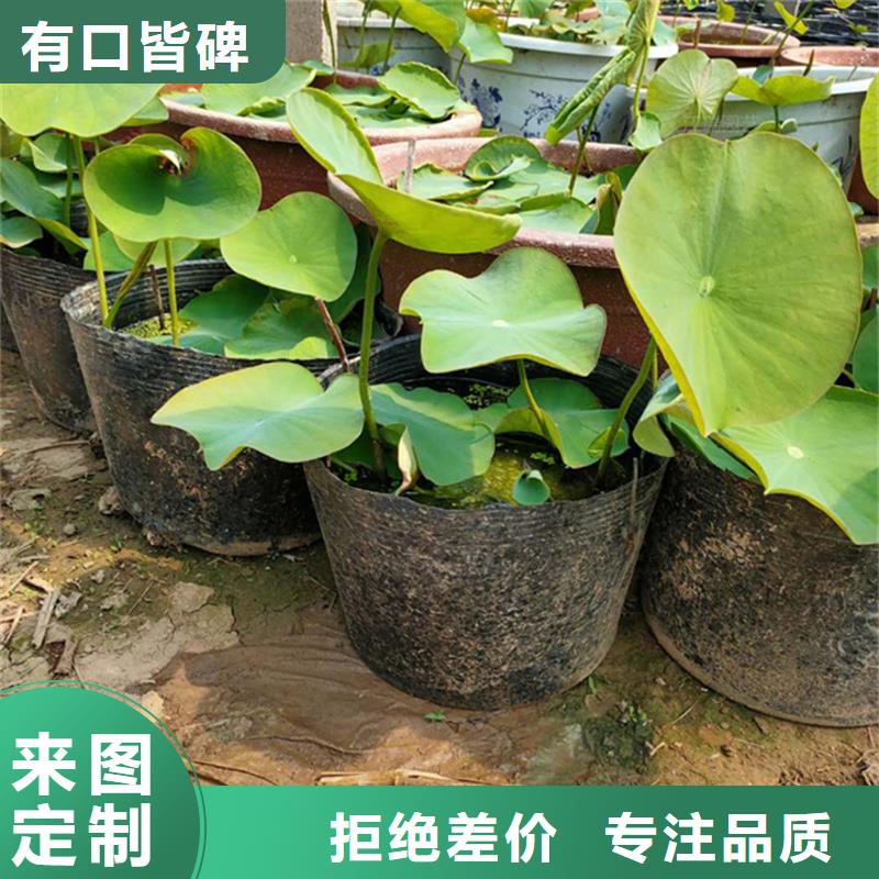 观赏荷花苗包安装
