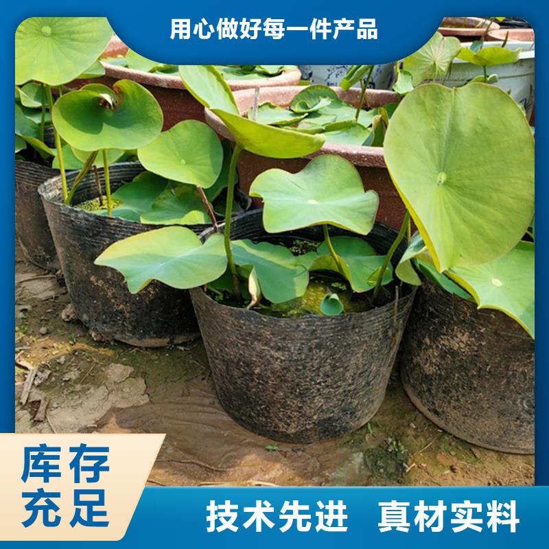 信誉好的观赏荷花
