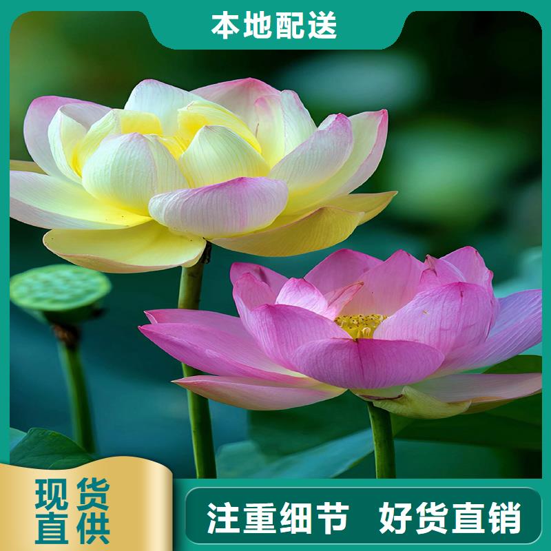 精品荷花苗-精品荷花苗服务优