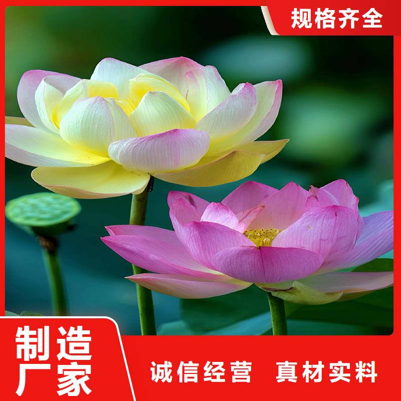 荷花苗品牌企业