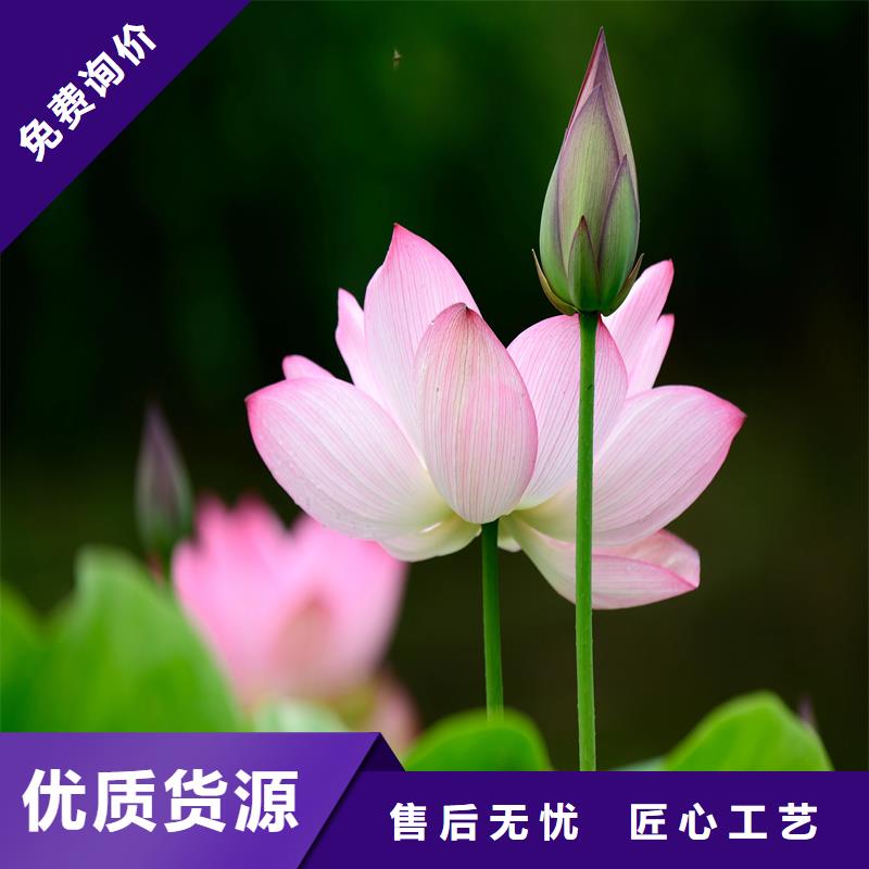 盆栽荷花苗-供应厂家