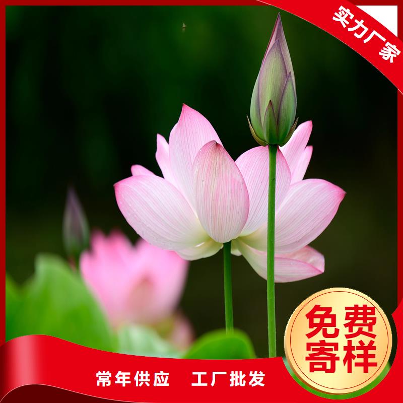 观赏荷花公司有现货
