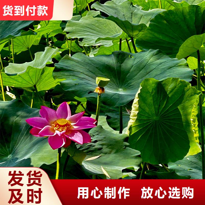 观赏荷花苗包安装